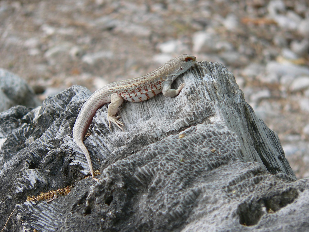 Reptiles - ML659519983