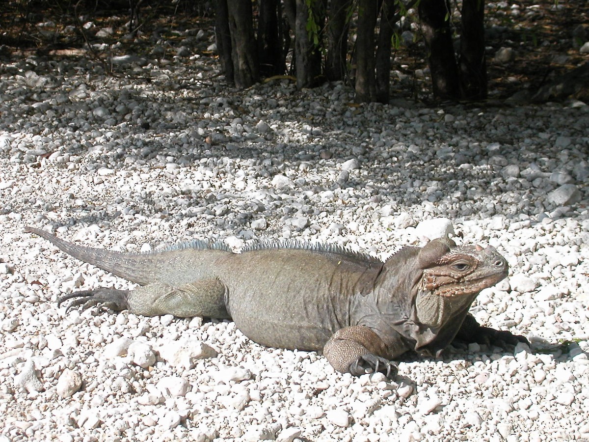 Rhinoceros Iguana - ML659519984