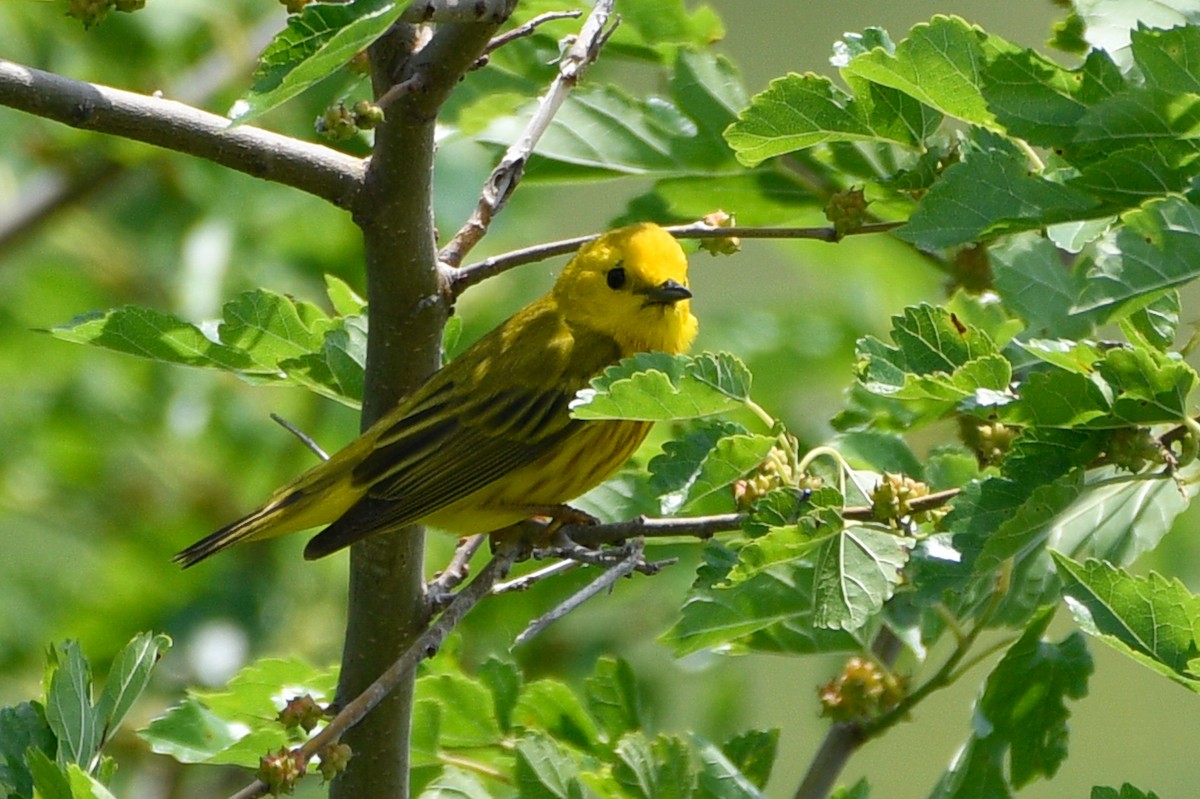 Northern Yellow Warbler - ML659520266