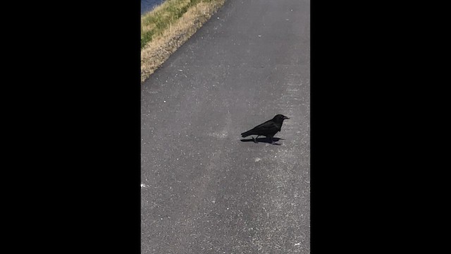 American Crow - ML659520419