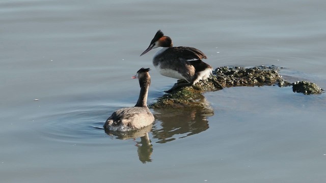 Great Crested Grebe - ML659520479
