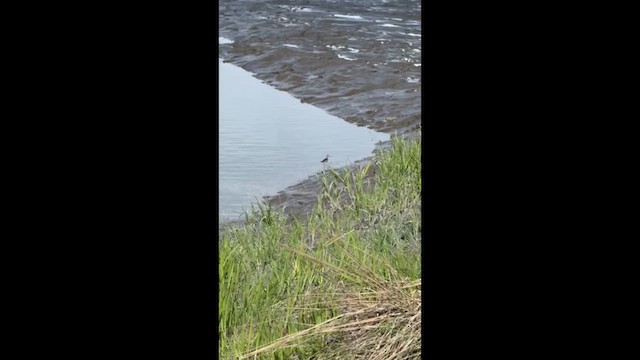 Lesser Yellowlegs - ML659520732