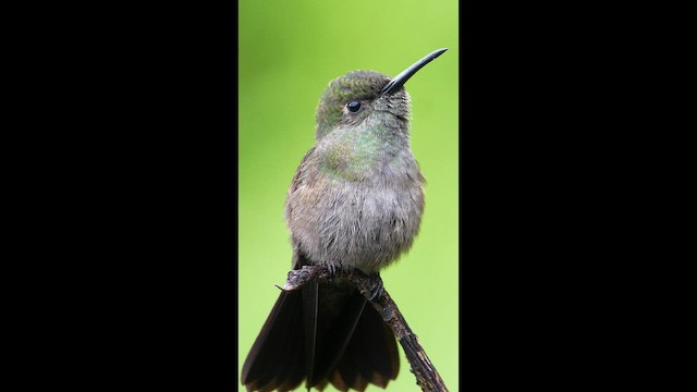 Sombre Hummingbird - ML659520815