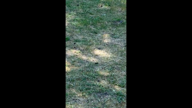 White-crowned Sparrow - ML659520860