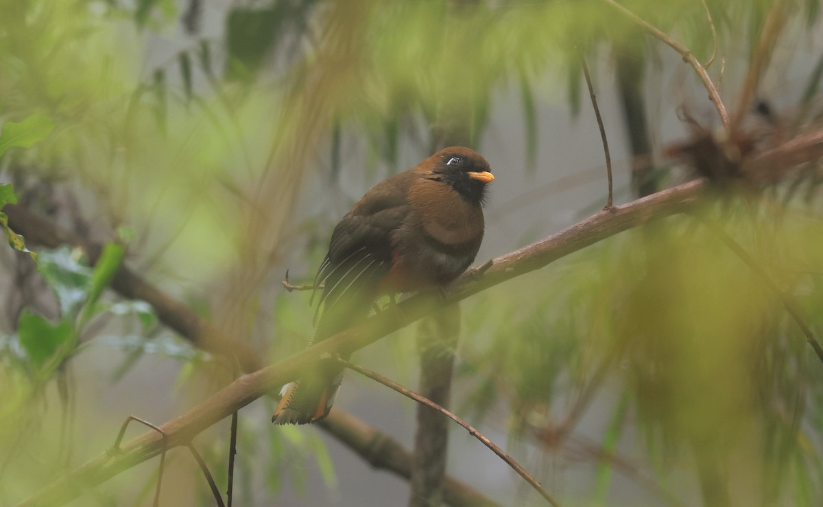 Masked Trogon - ML659521143