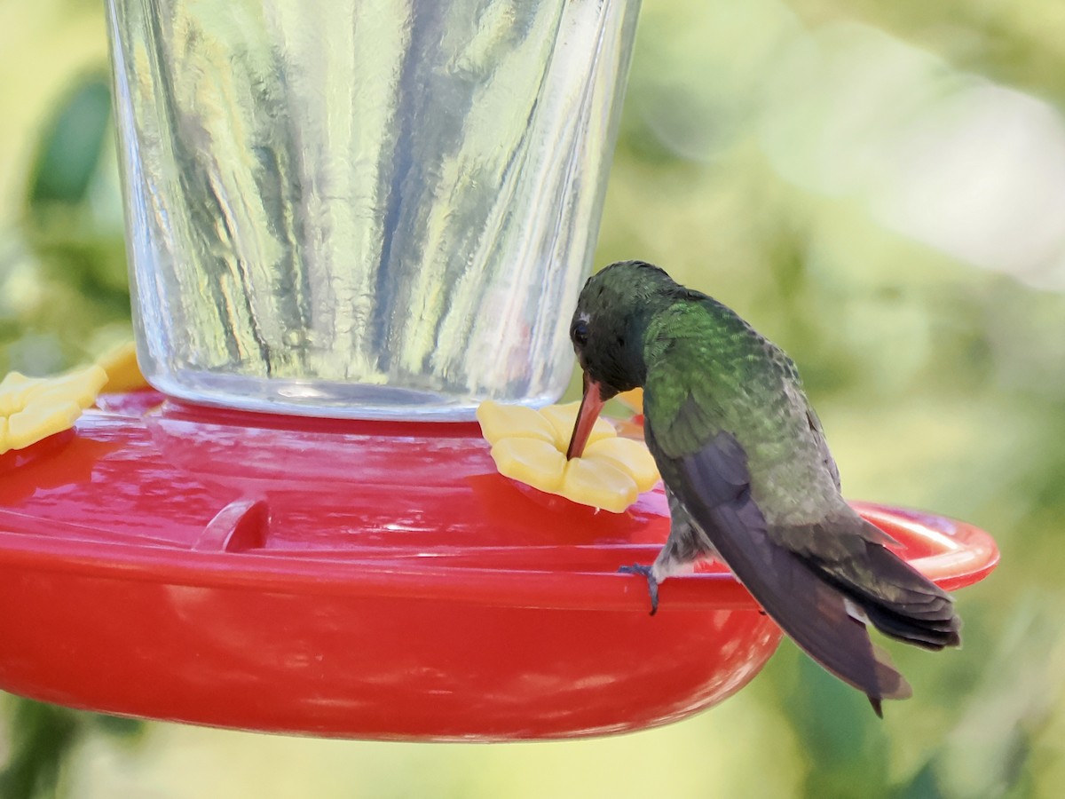 Broad-billed x Berylline Hummingbird (hybrid) - ML659521236