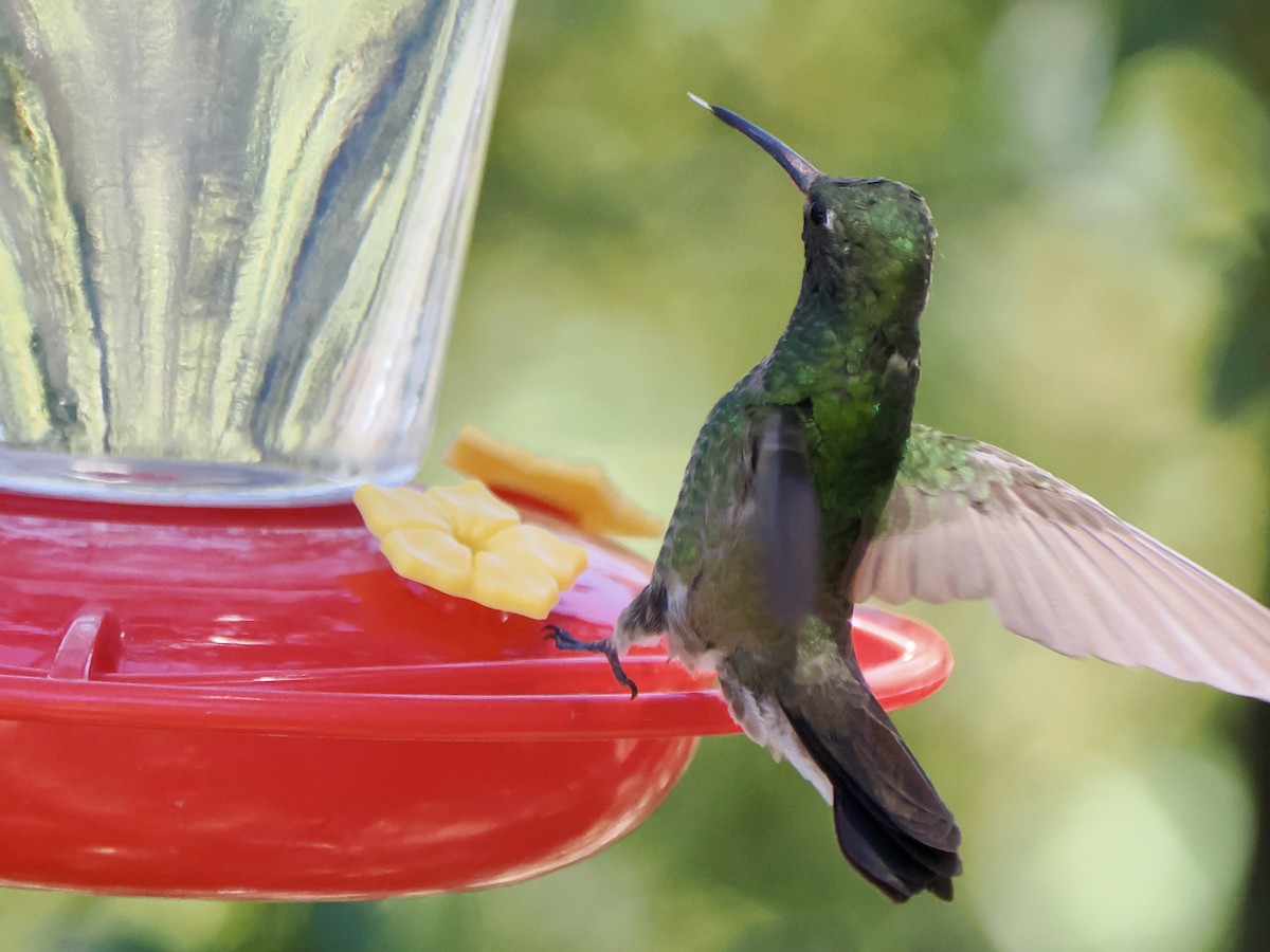 Broad-billed x Berylline Hummingbird (hybrid) - ML659521237