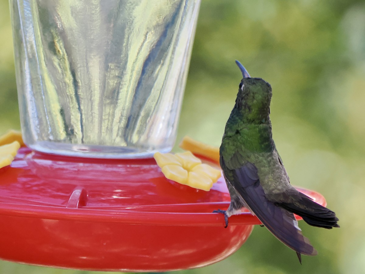 Broad-billed x Berylline Hummingbird (hybrid) - ML659521238