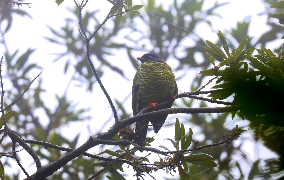 Barred Fruiteater - ML659521302
