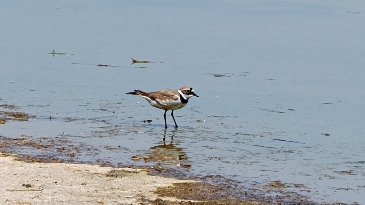 Little Ringed Plover - ML659521448