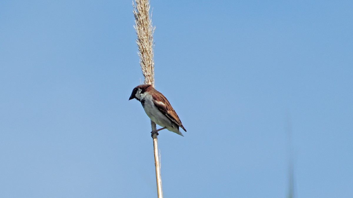 House Sparrow - ML659521464
