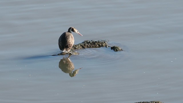 Great Crested Grebe - ML659521713