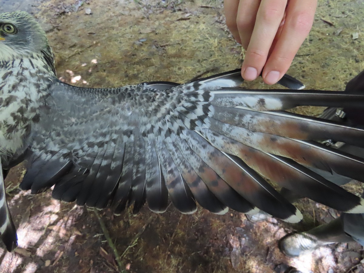 Plumbeous Kite - ML659521749