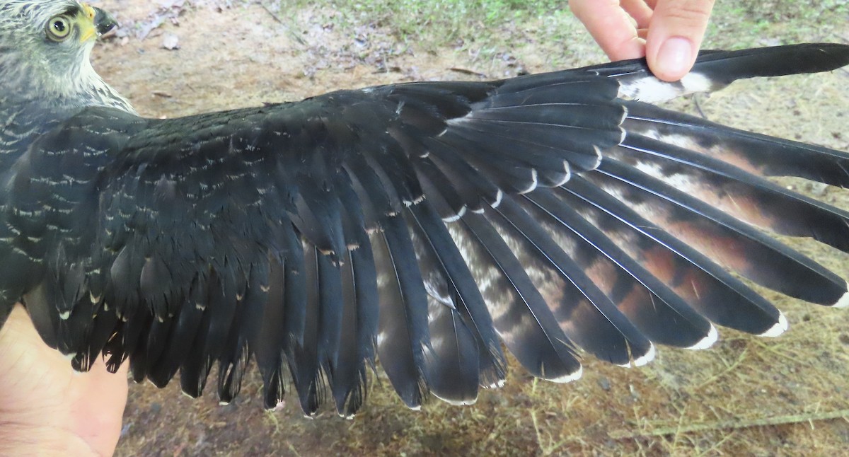 Plumbeous Kite - ML659521775