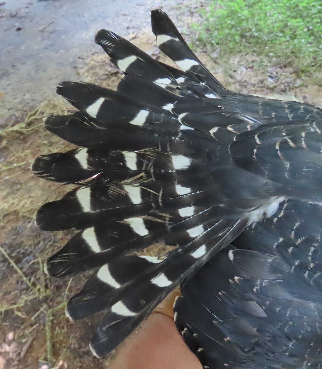 Plumbeous Kite - ML659521787