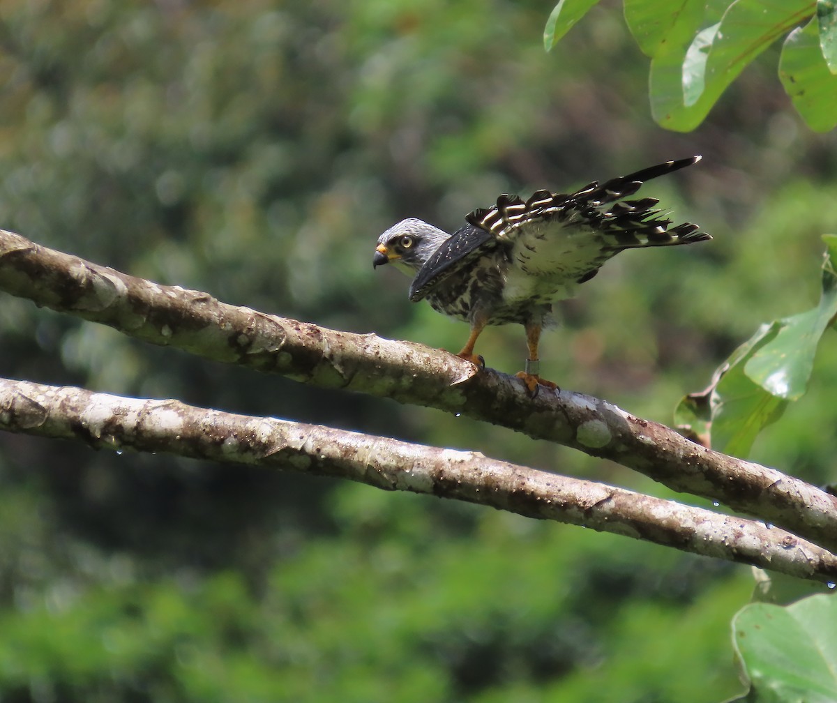 Plumbeous Kite - ML659521815