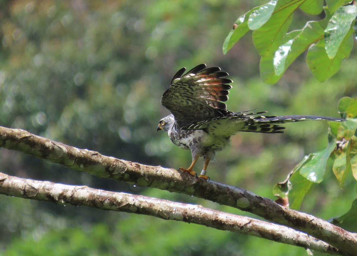 Plumbeous Kite - ML659521823