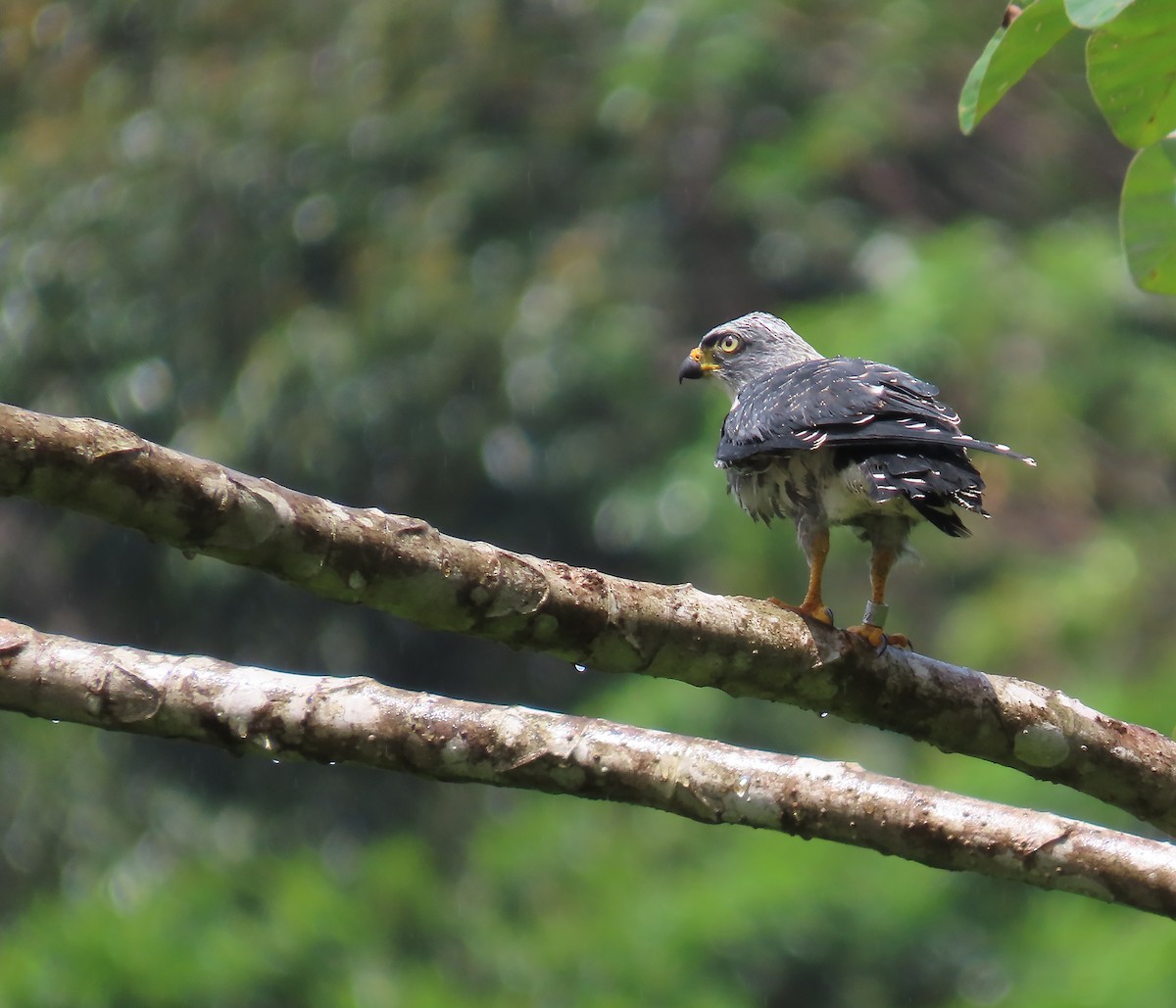 Plumbeous Kite - ML659521830