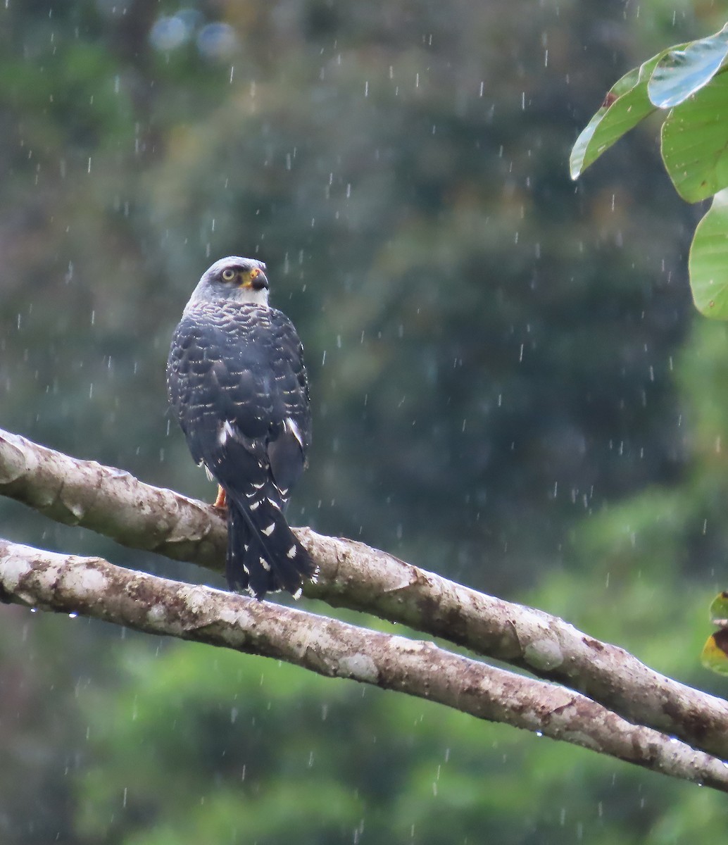 Plumbeous Kite - ML659521863