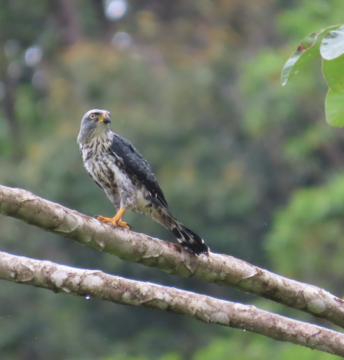 Plumbeous Kite - ML659521879