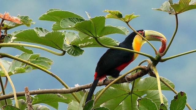 Red-breasted Toucan - ML659521889