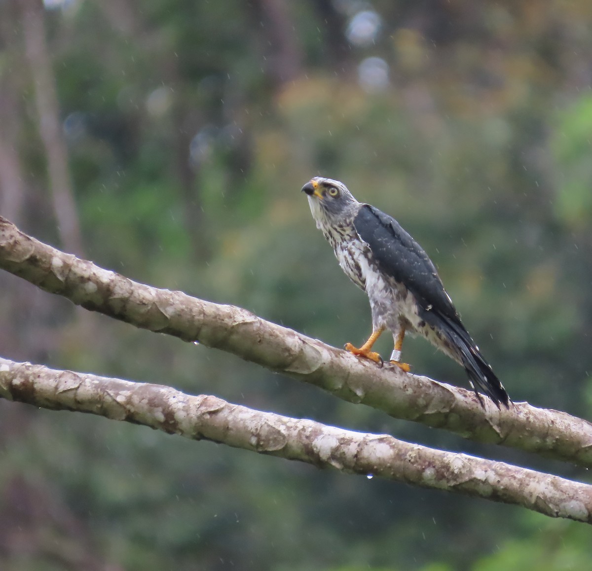 Plumbeous Kite - ML659521912