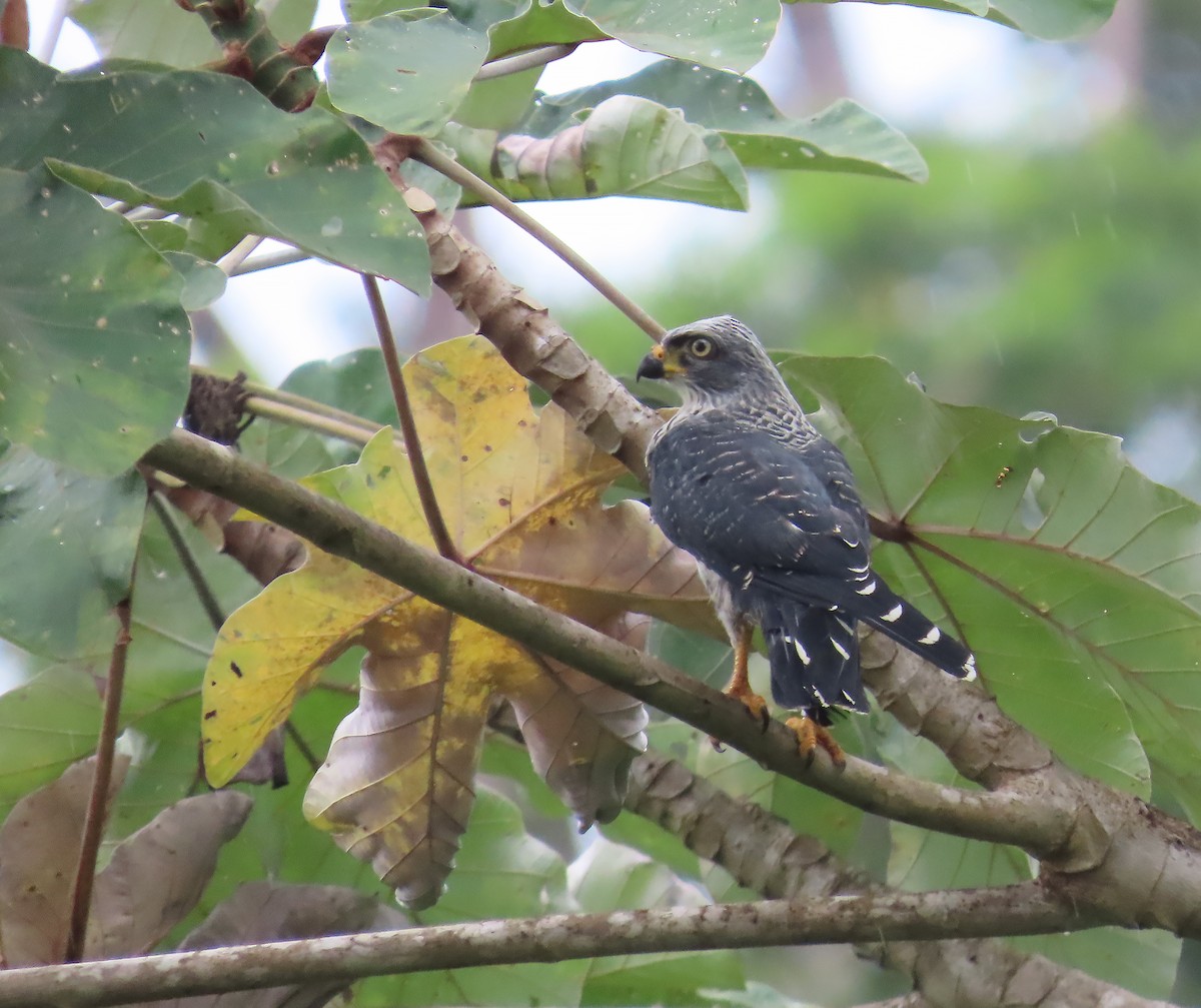 Plumbeous Kite - ML659521918