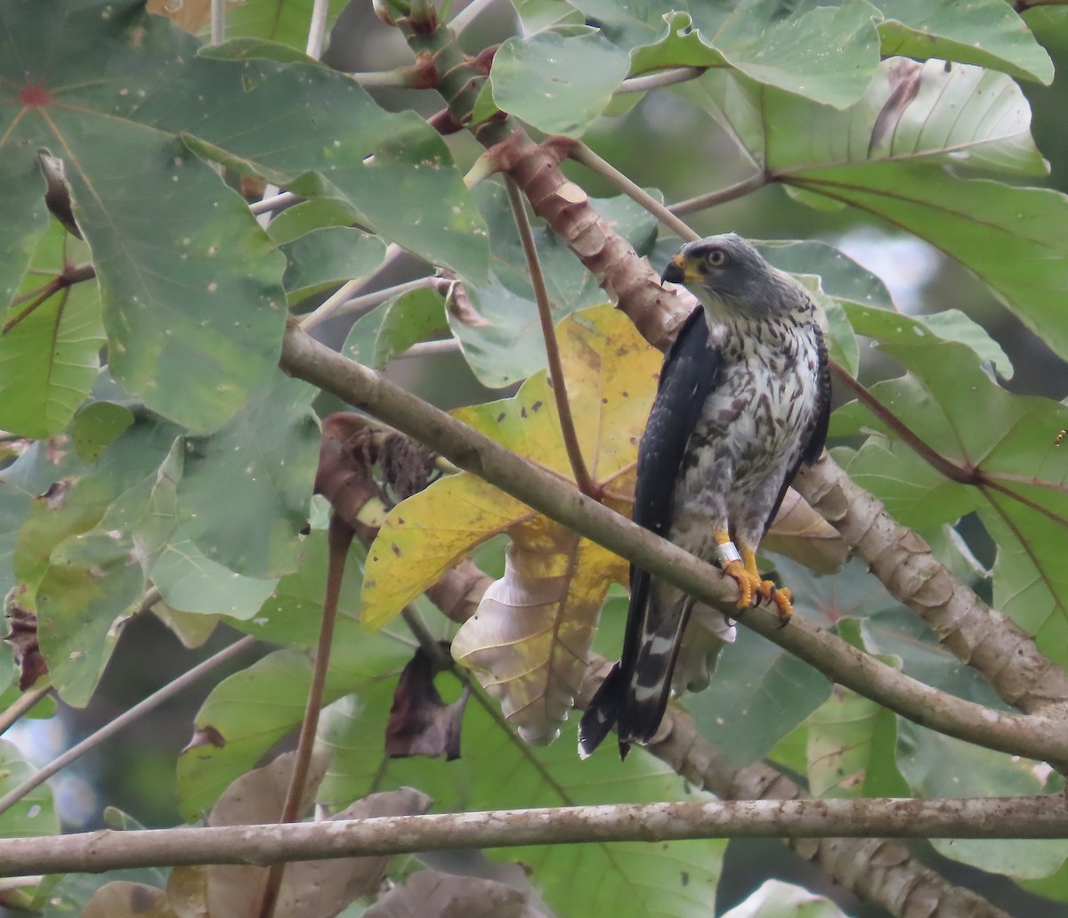 Plumbeous Kite - ML659521934