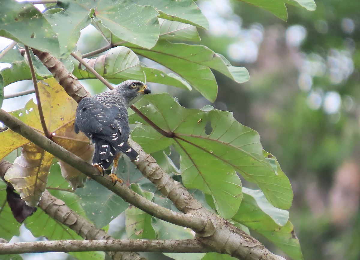 Plumbeous Kite - ML659521942
