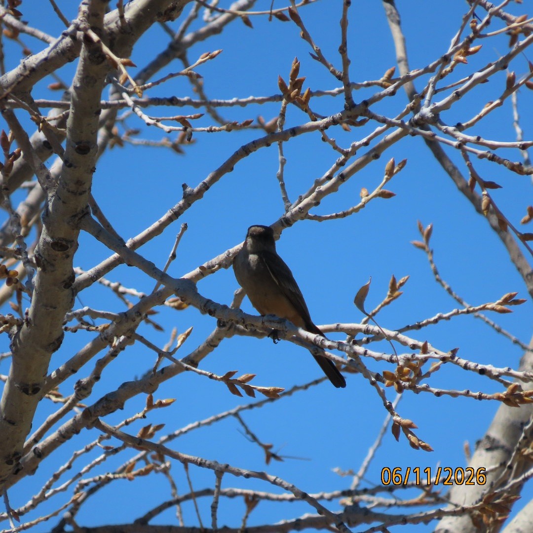 Say's Phoebe - ML659521946