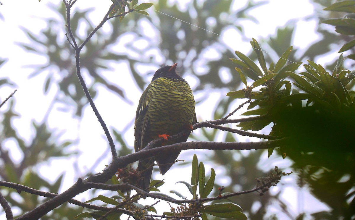 Barred Fruiteater - ML659521958