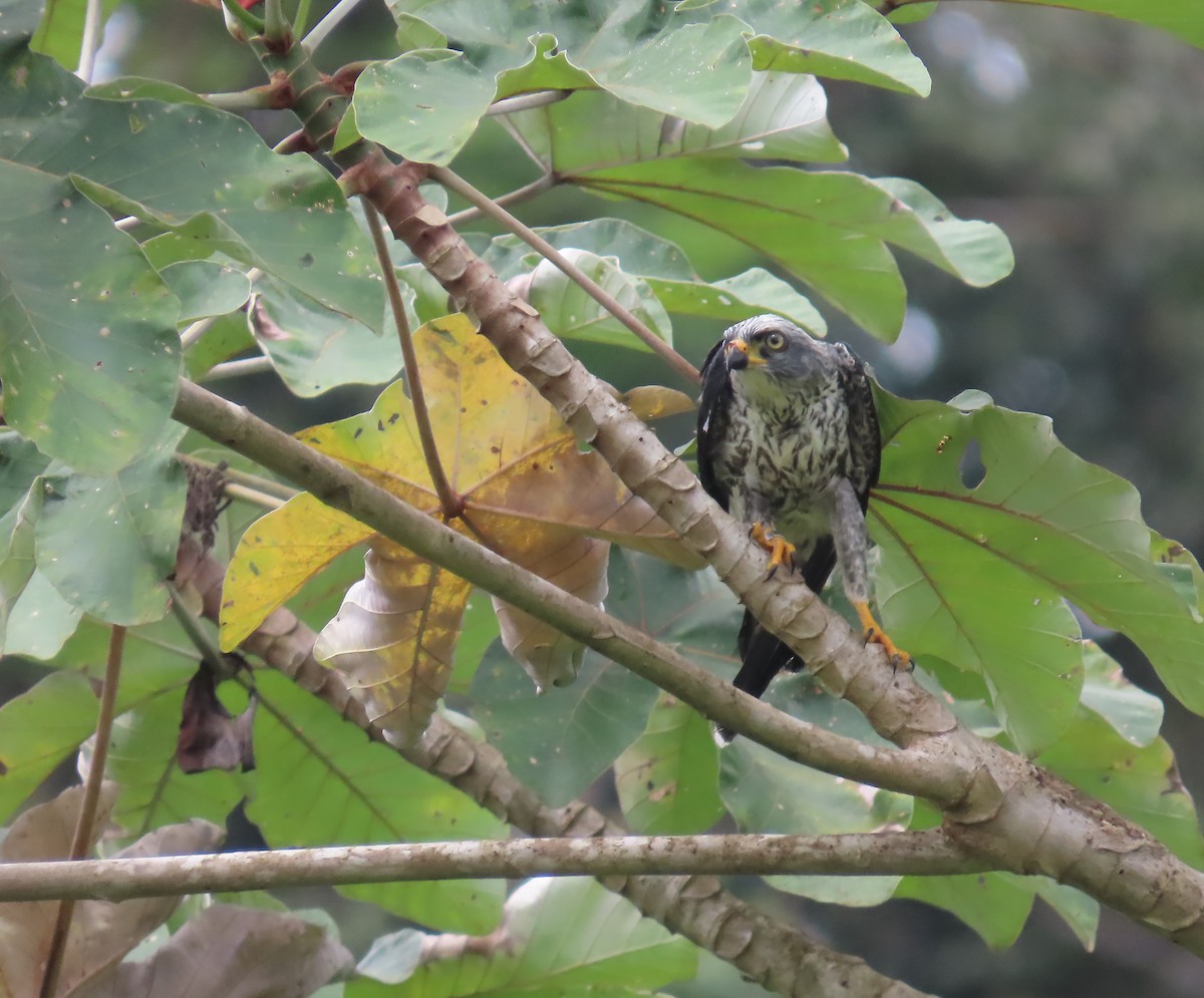 Plumbeous Kite - ML659521959