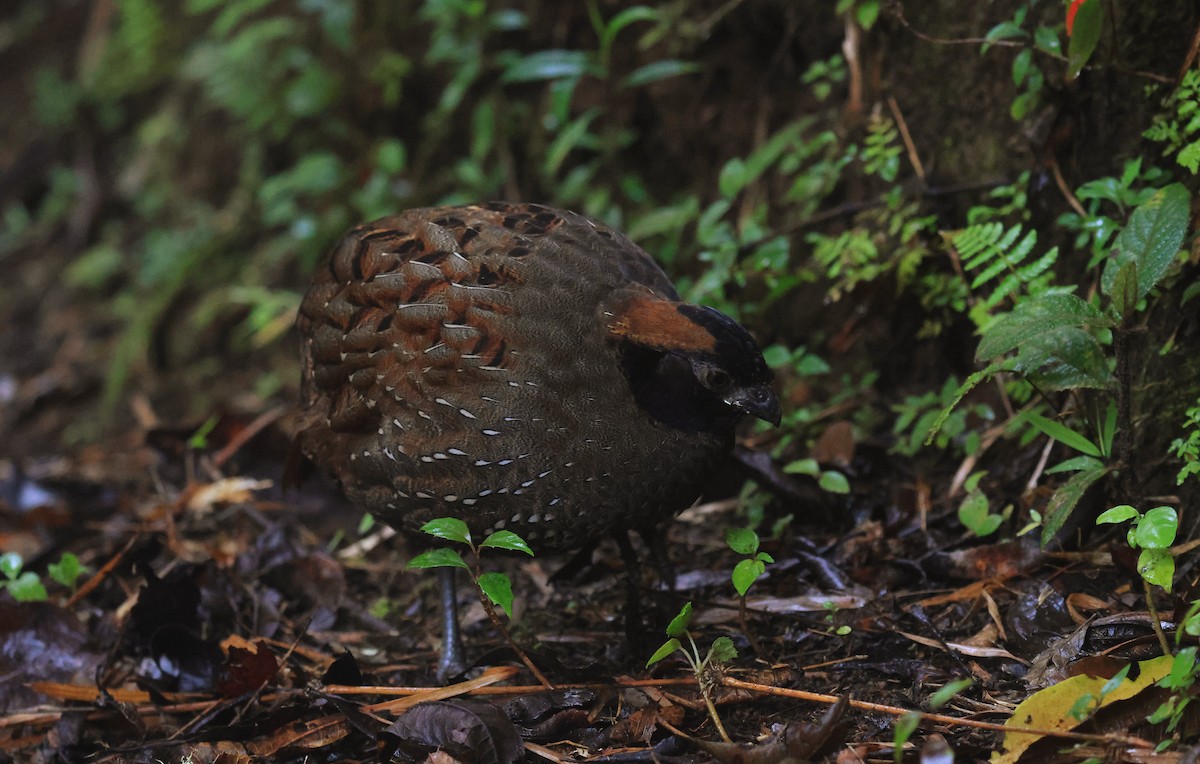 Black-fronted Wood-Quail - ML659522486