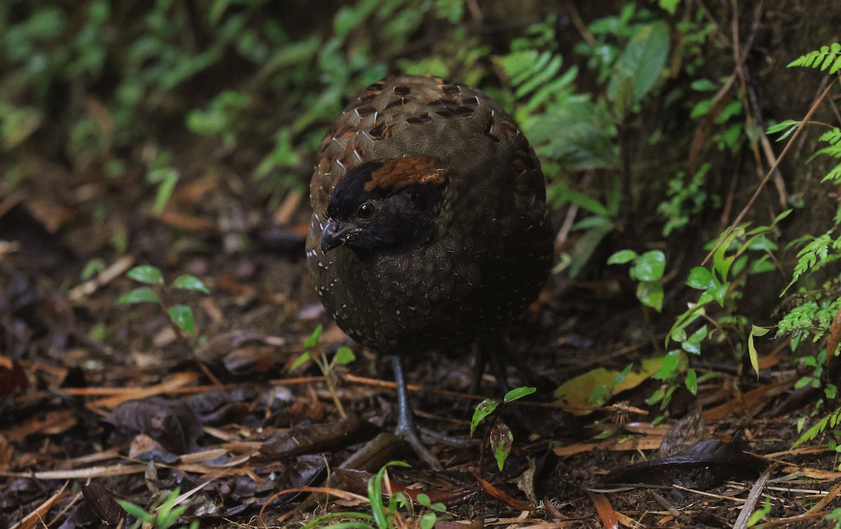 Black-fronted Wood-Quail - ML659522594