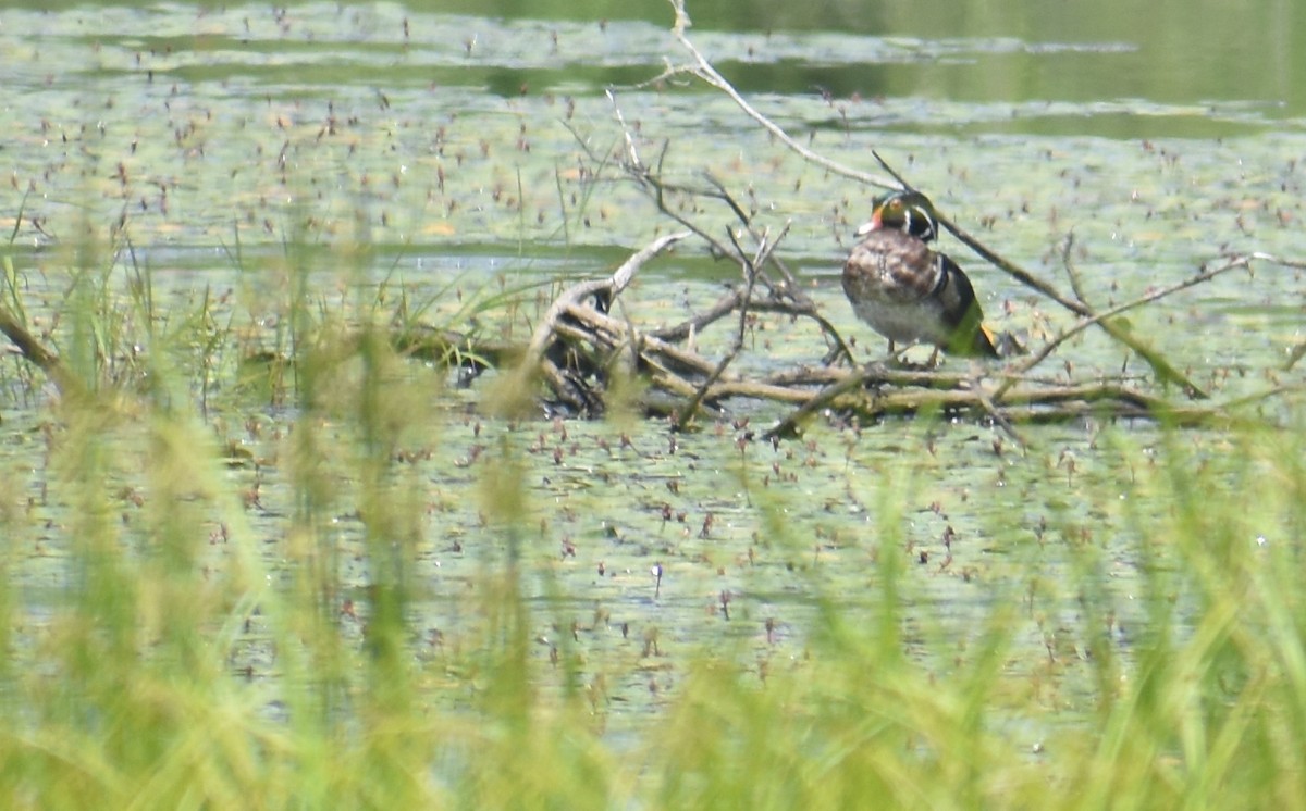 Wood Duck - ML659522618