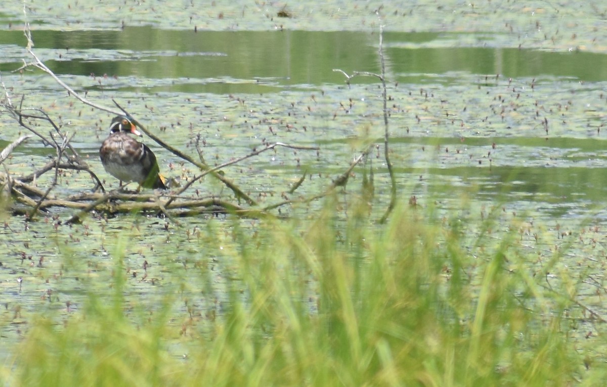 Wood Duck - ML659522621