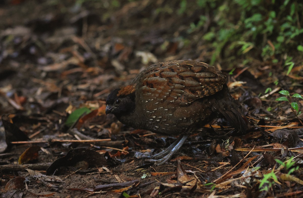 Black-fronted Wood-Quail - ML659522698