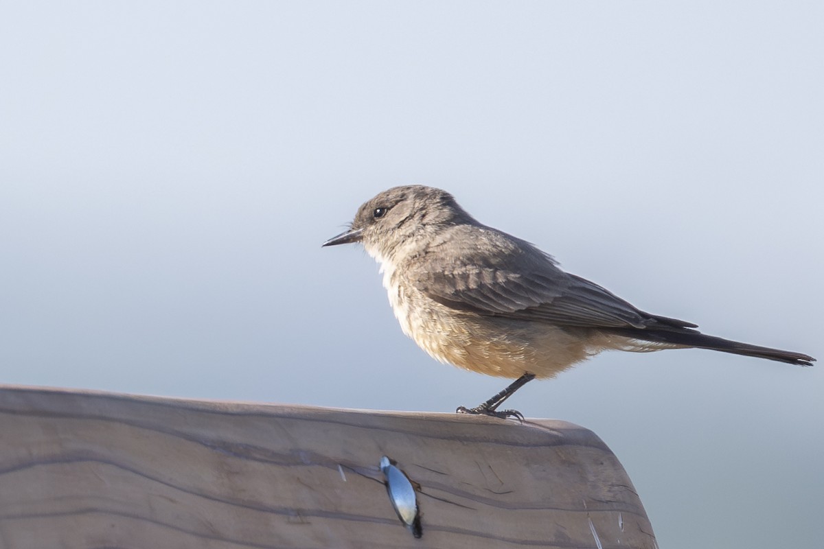 Say's Phoebe - ML659522747