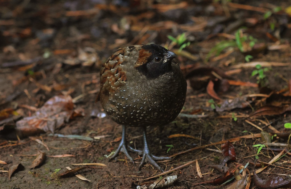 Black-fronted Wood-Quail - ML659522788
