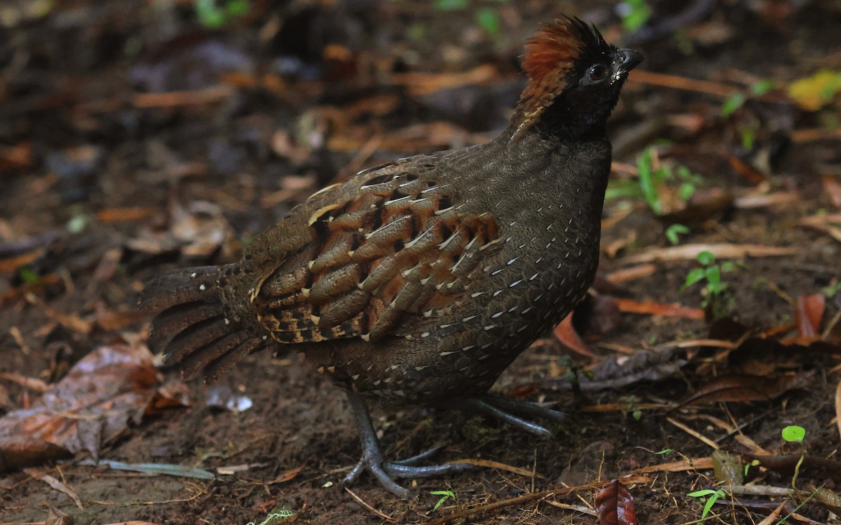 Black-fronted Wood-Quail - ML659523062