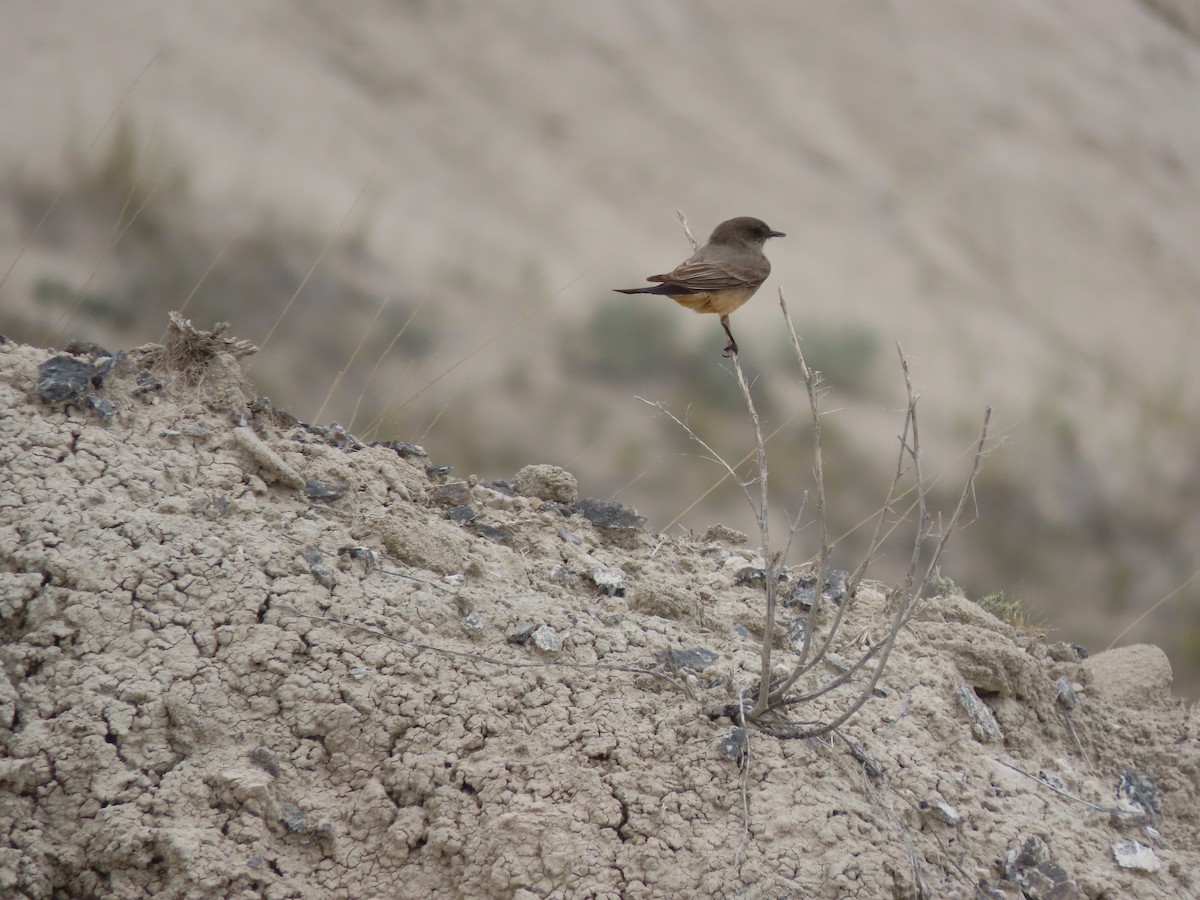 Say's Phoebe - ML659523277