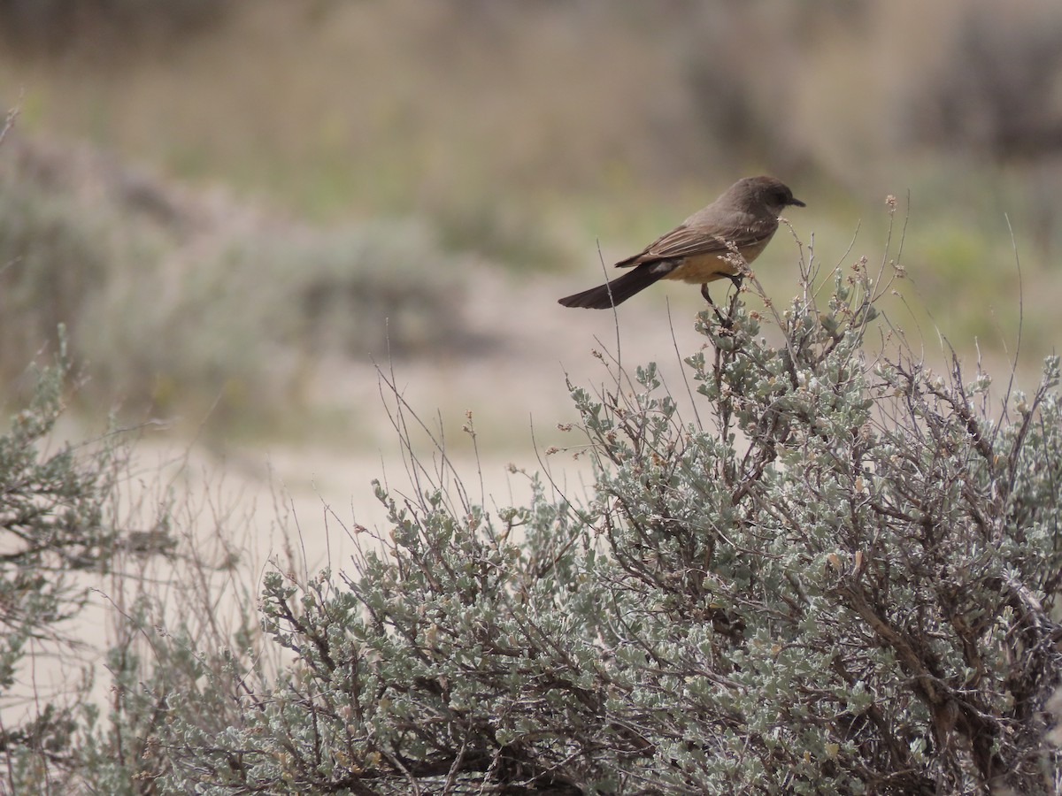 Say's Phoebe - ML659523417