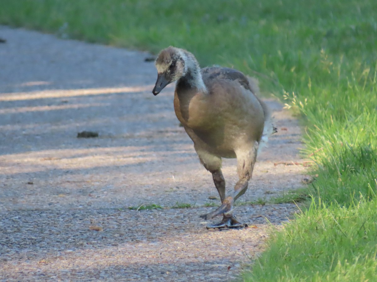 Canada Goose - ML659524139