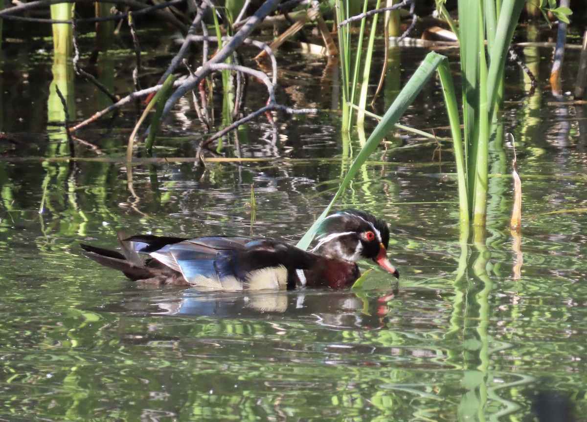 Canard branchu - ML659524151