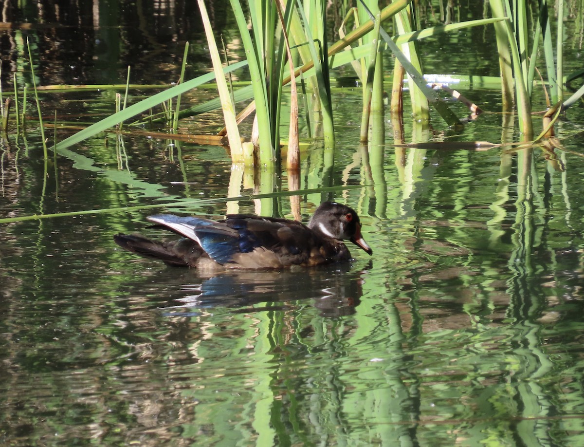 Canard branchu - ML659524152