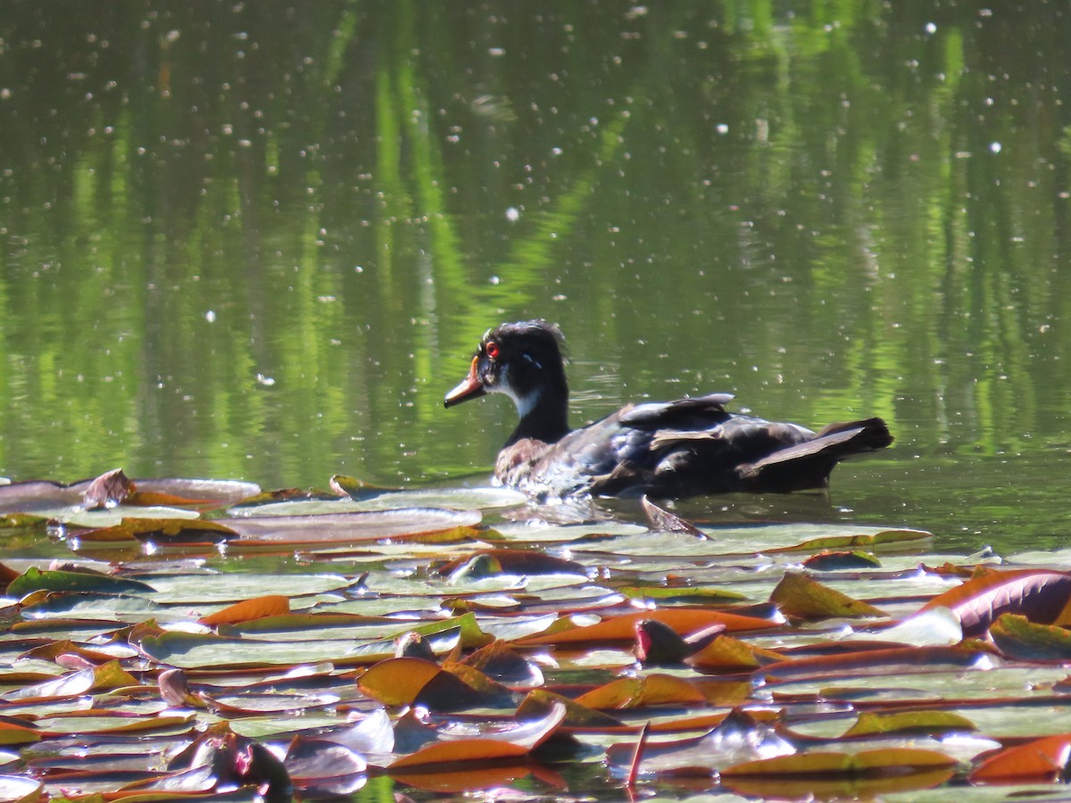 Canard branchu - ML659524153