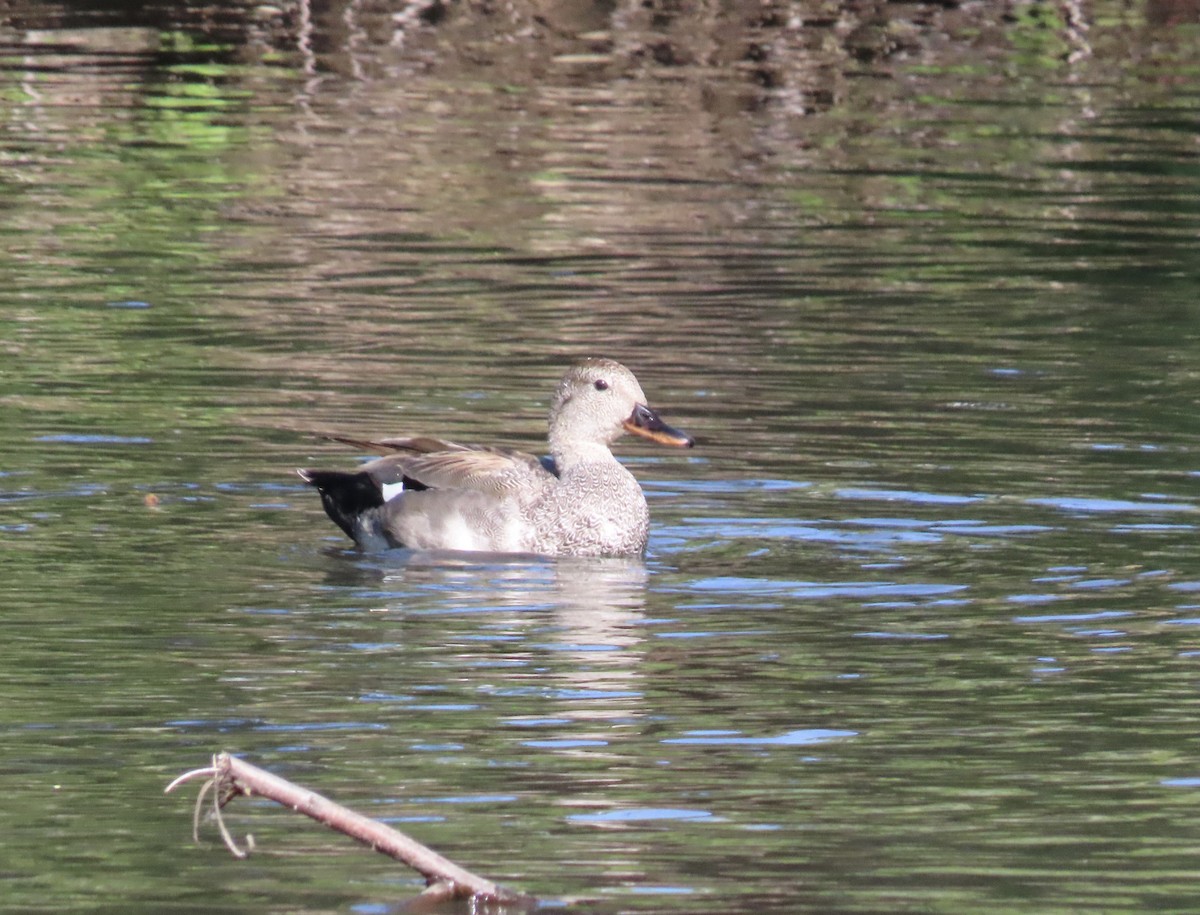 Canard chipeau - ML659524156