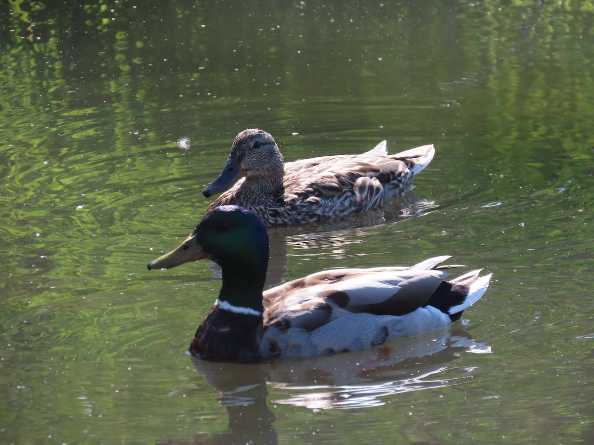 Canard colvert - ML659524164