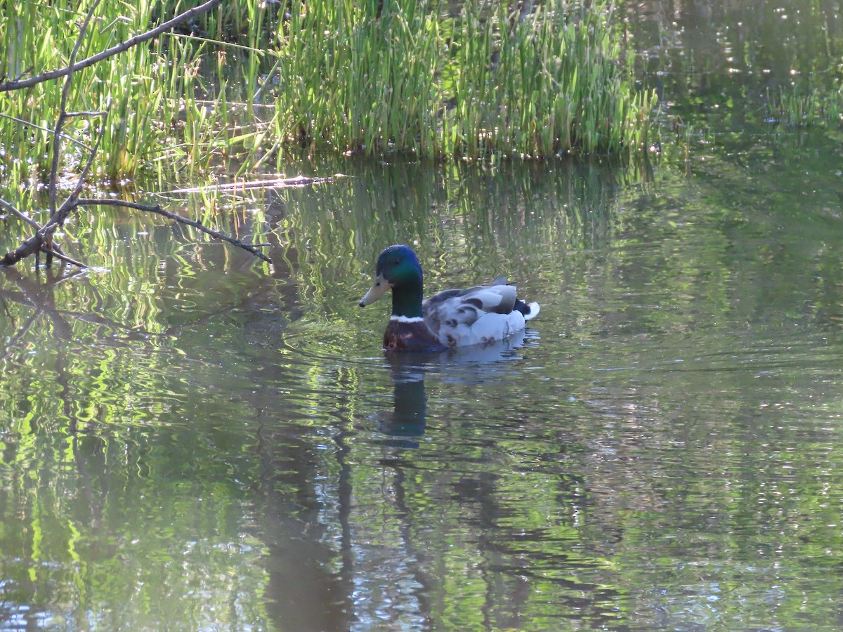 Canard colvert - ML659524166