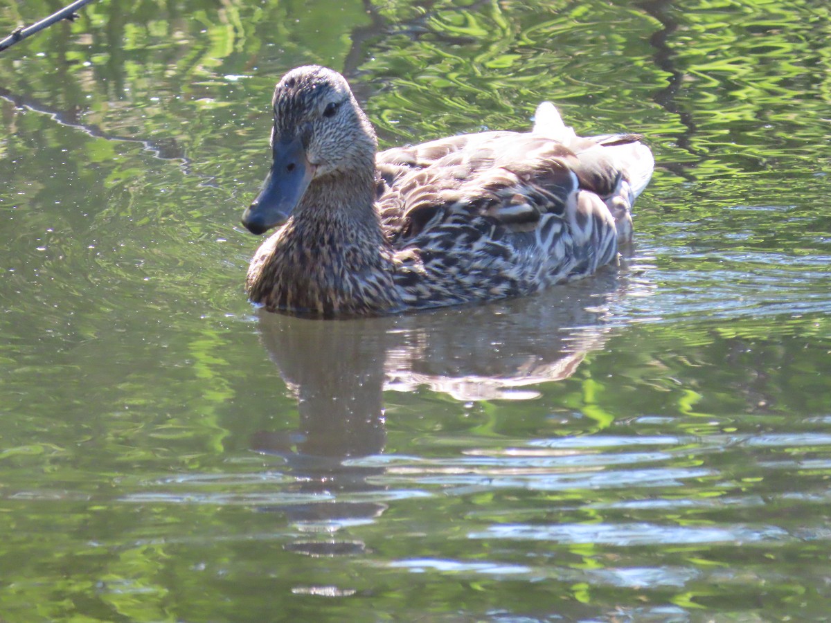 Canard colvert - ML659524167